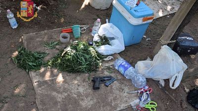 La Polizia ha sequestrato 310 chili già pronti e cento piante La Polizia ha sequestrato 310 chili già pronti e cento piante