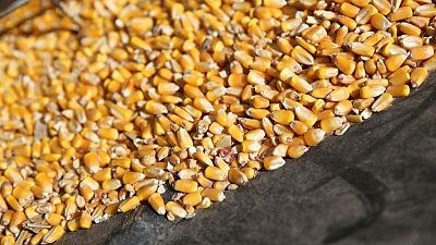 Safras & Mercado recorta en casi 8% previsión de cosecha maíz en Brasil en 2020/2021 Safras & Mercado recorta en casi 8% previsión de cosecha maíz en Brasil en 2020/2021