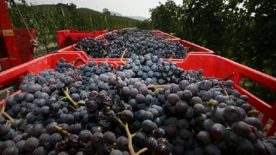 Export vini Toscana contraffatti. Perquisiti italiani e cinesi Export vini Toscana contraffatti. Perquisiti italiani e cinesi