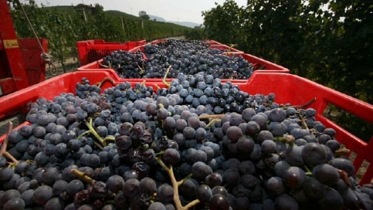 Export vini Toscana contraffatti. Perquisiti italiani e cinesi