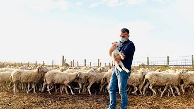 "Dopo richiesta di aiuto sono andato subito dal gregge" "Dopo richiesta di aiuto sono andato subito dal gregge"