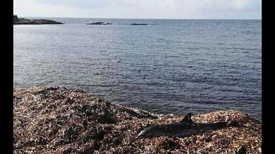 Sospinto a riva dalle mareggiate Sospinto a riva dalle mareggiate
