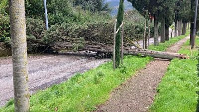 Alberi e rami caduti, interventi dei vigili del fuoco Alberi e rami caduti, interventi dei vigili del fuoco