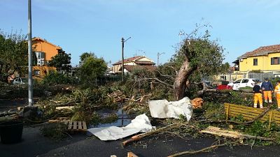 Decine gli alberi abbattuti dalla furia del vento Decine gli alberi abbattuti dalla furia del vento