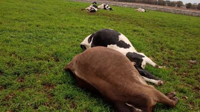 Erano al pascolo quando è sopraggiunto il temporale Erano al pascolo quando è sopraggiunto il temporale