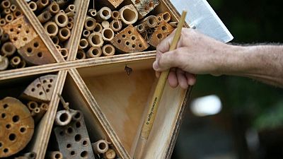 Las abejas solitarias de Colombia se toman un respiro en hoteles de bambú Las abejas solitarias de Colombia se toman un respiro en hoteles de bambú