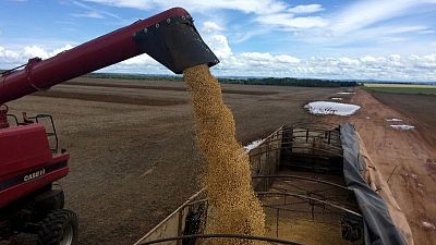 Espías, satélites y abogados: compradores de soja aprietan a los agricultores brasileños Espías, satélites y abogados: compradores de soja aprietan a los agricultores brasileños