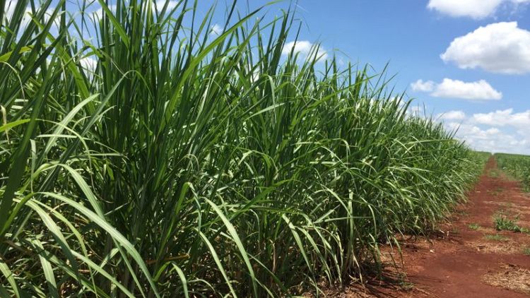 StoneX rebaja proyección de producción azúcar en región centro-sur de Brasil en 2021/22