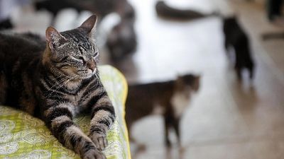 In Maremma, pronte a denuncia per maltrattamento animali In Maremma, pronte a denuncia per maltrattamento animali