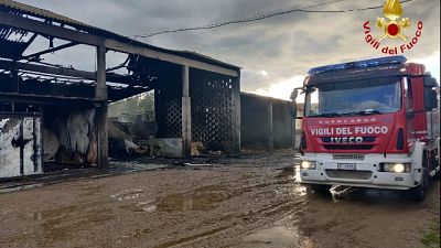 In salvo altri 50 bovini, le fiamme ad Arborea nell'Oristanese In salvo altri 50 bovini, le fiamme ad Arborea nell'Oristanese