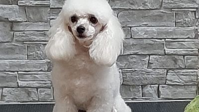 Da quasi 3 anni il suo fiuto aiuta un bambino sardo di 13 anni Da quasi 3 anni il suo fiuto aiuta un bambino sardo di 13 anni