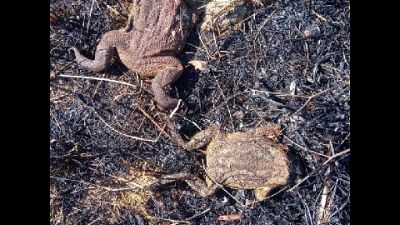 Per le guardie ecologiche si tratta di incendi dolosi Per le guardie ecologiche si tratta di incendi dolosi