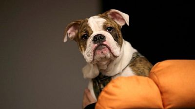 China's netizens call for crackdown after "blind box" pet rescue China's netizens call for crackdown after "blind box" pet rescue