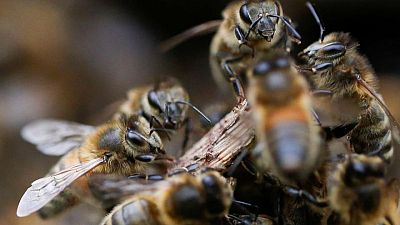 Entrenan a abejas en Países Bajos para detectar infecciones de COVID-19 Entrenan a abejas en Países Bajos para detectar infecciones de COVID-19