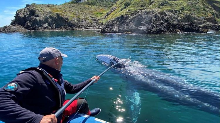 Perdida en el Mediterráneo, una hambrienta ballena gris debe encontrar pronto su camino a casa