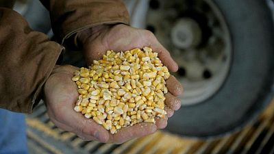 China sigue comprando maíz a EEUU pese a medidas que buscan cambiar proporción alimento para animales China sigue comprando maíz a EEUU pese a medidas que buscan cambiar proporción alimento para animales