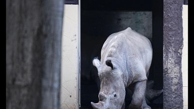 Fa parte programma di salvaguardia specie a rischio estinzione Fa parte programma di salvaguardia specie a rischio estinzione