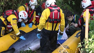 Divisan cría de ballena minke en Londres y crece el temor por su supervivencia Divisan cría de ballena minke en Londres y crece el temor por su supervivencia
