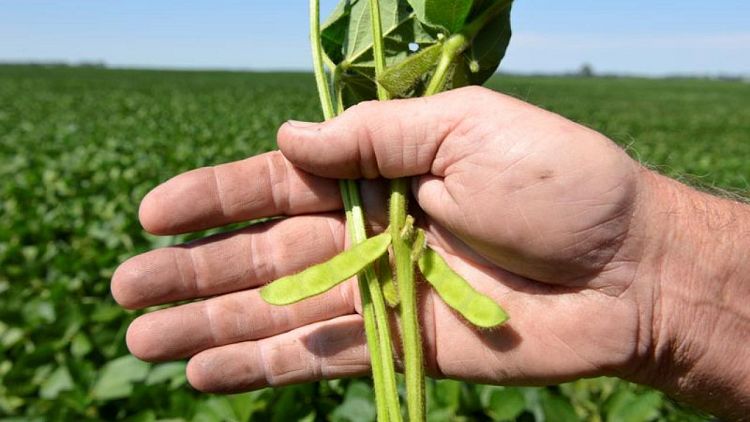 GRANOS-Futuros de soja en EEUU superan los 16 dólares el bushel por primera vez desde 2012