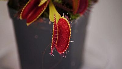 Singapore researchers control Venus flytraps using smartphones Singapore researchers control Venus flytraps using smartphones