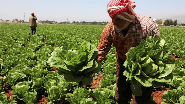 لبنانيون يخشون تلف الفاكهة والخضر بعد الحظر السعودي