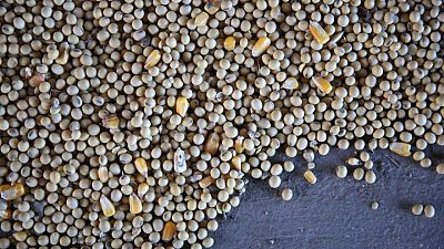 GRANOS-Futuros de la soja caen, maíz se mantiene firme antes de informe USDA