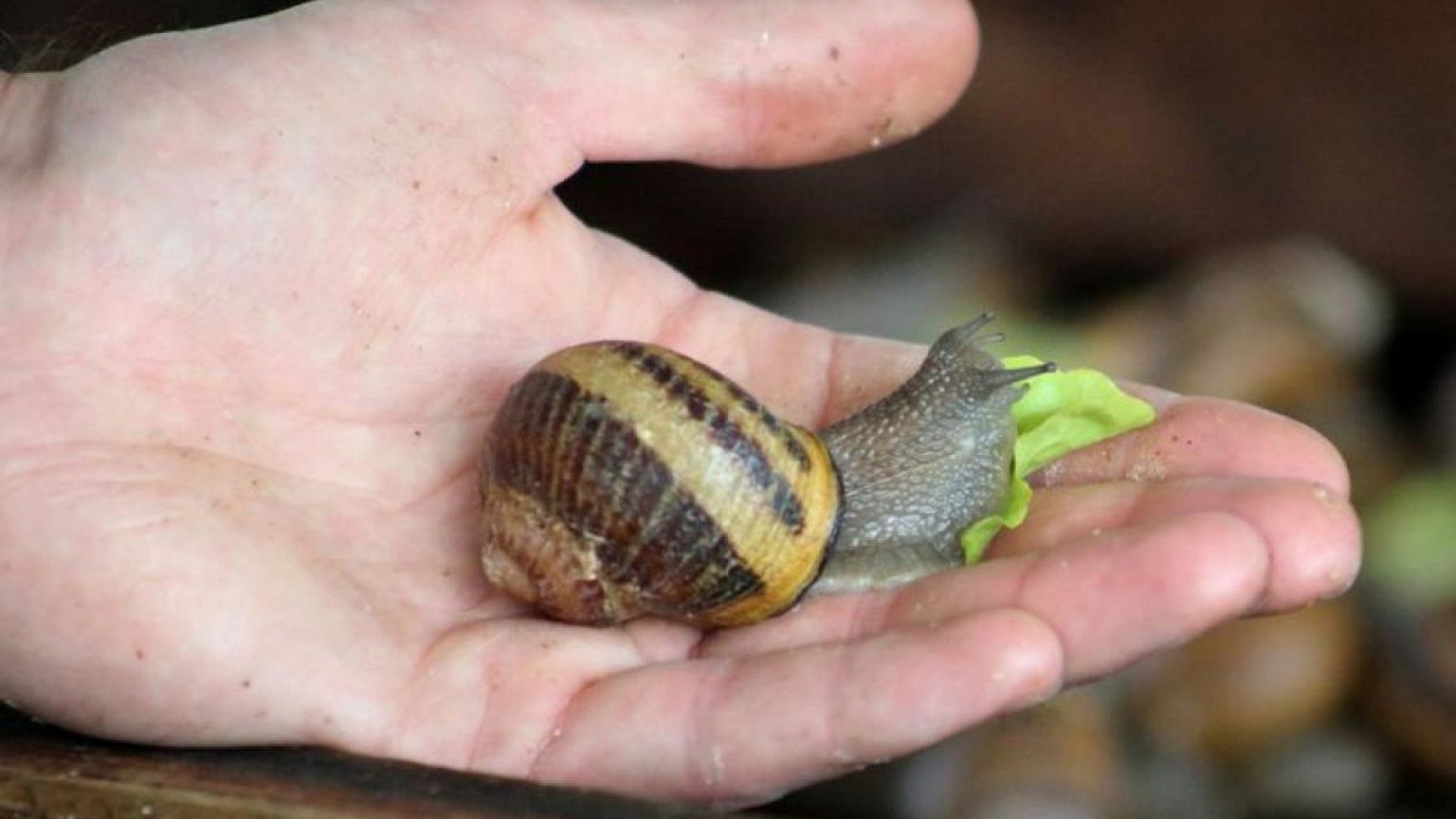 ¿Se lavaría con jabón de baba de caracol?