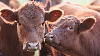 Argentina cierra exportación carne por un mes a raíz de fuerte alza en precios internos, define medidas
