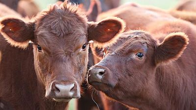 Argentina cierra exportación carne por un mes a raíz de fuerte alza en precios internos, define medidas Argentina cierra exportación carne por un mes a raíz de fuerte alza en precios internos, define medidas