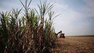 Ingenios brasileños reducen parte de producción azúcar y aumentan volúmenes etanol: Datagro Ingenios brasileños reducen parte de producción azúcar y aumentan volúmenes etanol: Datagro