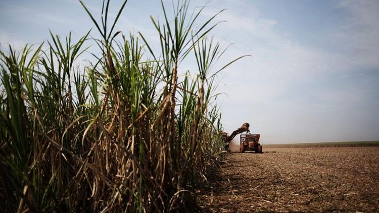 Ingenios brasileños reducen parte de producción azúcar y aumentan volúmenes etanol: Datagro