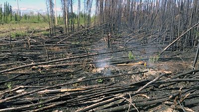Los incendios "zombis" que resisten el invierno pueden volverse más comunes por el cambio climático Los incendios "zombis" que resisten el invierno pueden volverse más comunes por el cambio climático