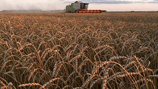 إنترفاكس: صادرات الحبوب الروسية قد تبلغ 51 مليون طن في 2021\22