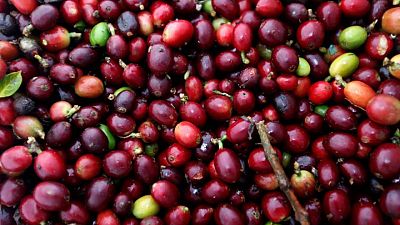 Importador de café estadounidense ve retrasos de hasta 5 semanas en cargamentos desde Colombia Importador de café estadounidense ve retrasos de hasta 5 semanas en cargamentos desde Colombia