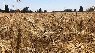 بيان: مصر اشترت 3.6 مليون طن من القمح المحلي في موسم الحصاد