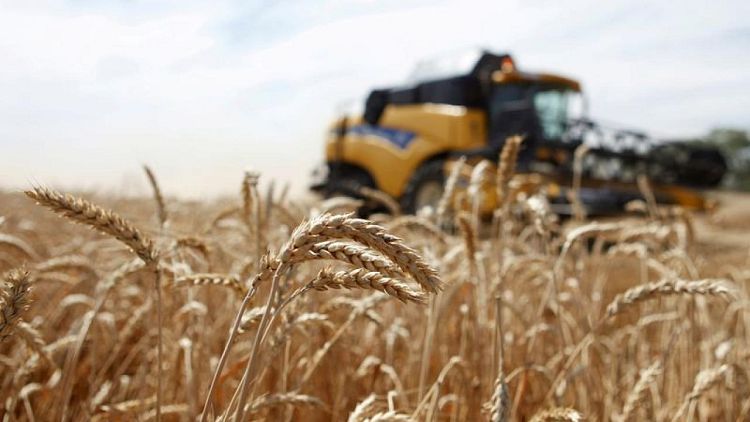 خبير: روسيا ربما تورد للجزائر ما يصل إلى مليون طن من القمح في الموسم الجديد