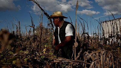 Juez mexicano rechaza intento de industria por detener prohibición a maíz transgénico y glifosato Juez mexicano rechaza intento de industria por detener prohibición a maíz transgénico y glifosato