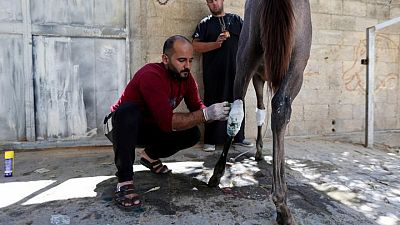 مع صمود وقف إطلاق النار في غزة.. الفلسطينيون يعالجون الحيوانات المصابة مع صمود وقف إطلاق النار في غزة.. الفلسطينيون يعالجون الحيوانات المصابة