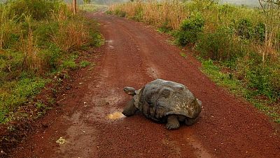 Ecuador confirma la existencia de tortuga que se creía extinta hace 100 años en Galápagos Ecuador confirma la existencia de tortuga que se creía extinta hace 100 años en Galápagos