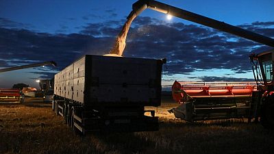 Sector ganadero de China busca aprovechar la cosecha de trigo para alimentar cerdos y aves Sector ganadero de China busca aprovechar la cosecha de trigo para alimentar cerdos y aves