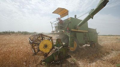 العراق يشتري أكثر من مليوني طن من القمح المحلي منذ بداية موسم الحصاد العراق يشتري أكثر من مليوني طن من القمح المحلي منذ بداية موسم الحصاد