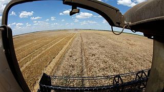 متعاملون: الجزائر تشتري 200 ألف طن على الأقل من القمح الصلد