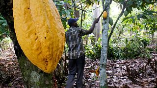 ICCO prevé un superávit mundial de cacao de 165.000 toneladas en 2020/21