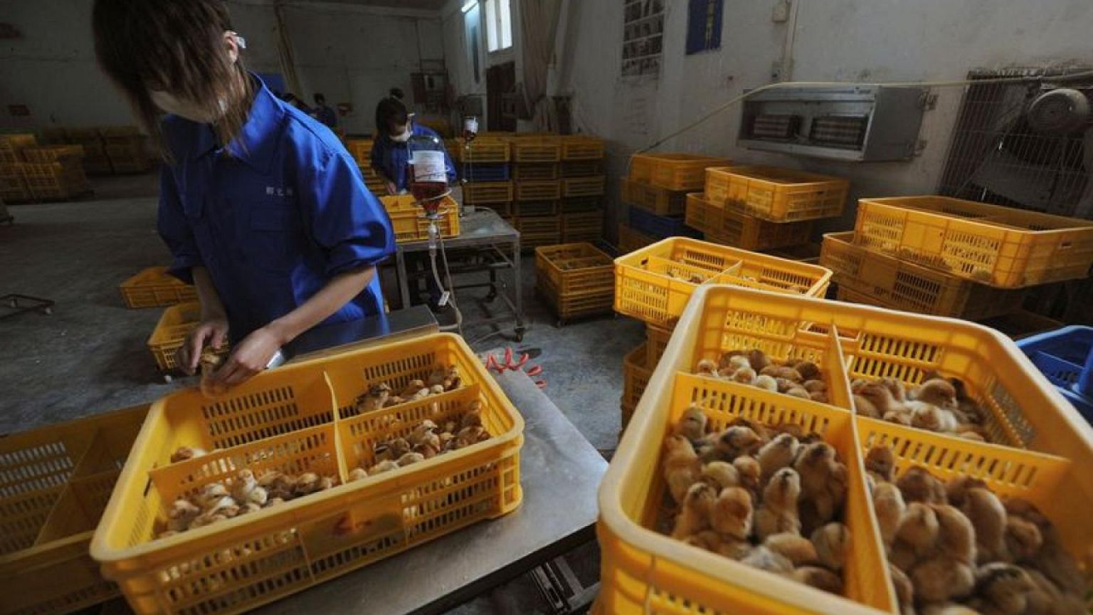 Explainer: So far, low risk of human spread of H10N3 bird flu