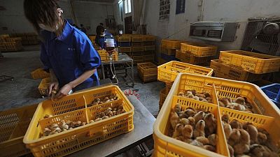 El aumento de los casos de gripe aviar en humanos en China muestra el riesgo de las variantes