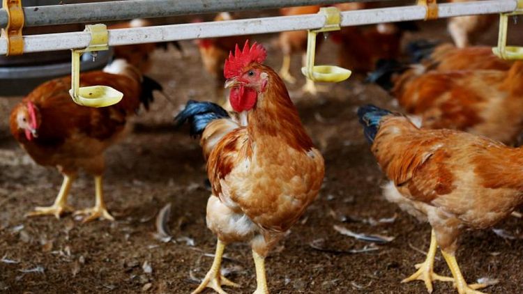 China informa del primer caso humano de gripe aviar H10N3