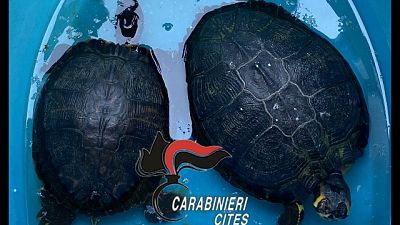 Scoperto dai Carabinieri, erano in un recipiente di plastica Scoperto dai Carabinieri, erano in un recipiente di plastica