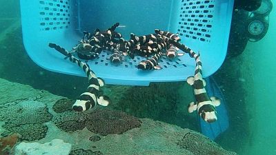Endangered bamboo sharks given helping hand in Gulf of Thailand