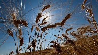 تونس تتوقع حصاد 1.07 مليون طن من القمح الصلد