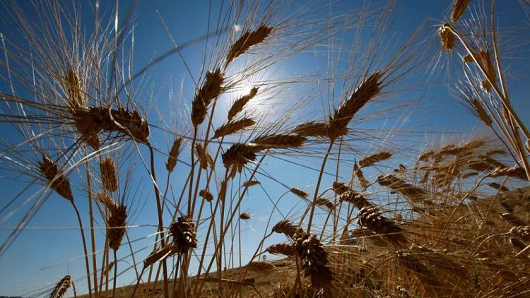تونس تتوقع حصاد 1.07 مليون طن من القمح الصلد